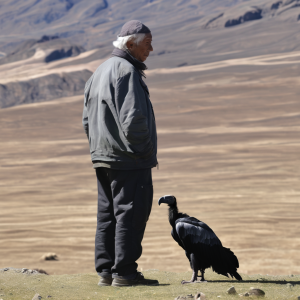 Human vs Andean condor